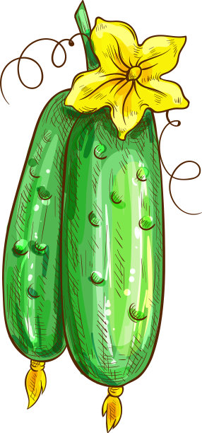 青黄瓜与花开花孤立素描图片下载
