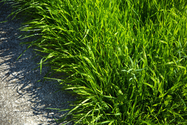 长绿草图片下载