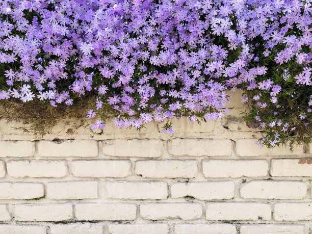 紫色的夹竹桃图片下载