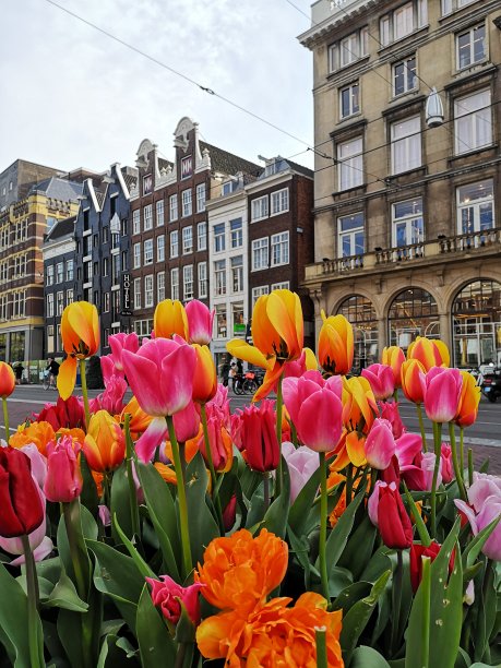 荷兰的郁金香图片下载