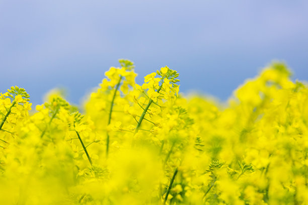油菜籽花朵特写图片下载