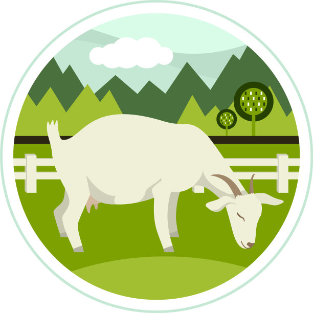 今天，一只白色山羊在草地上吃草图片下载