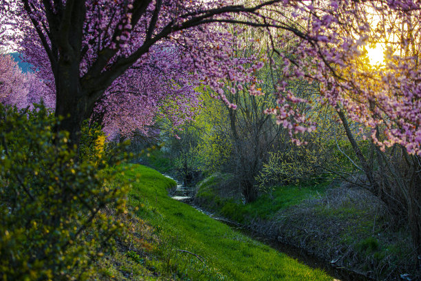 春天风景视图图片下载