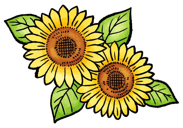 向日葵图片下载