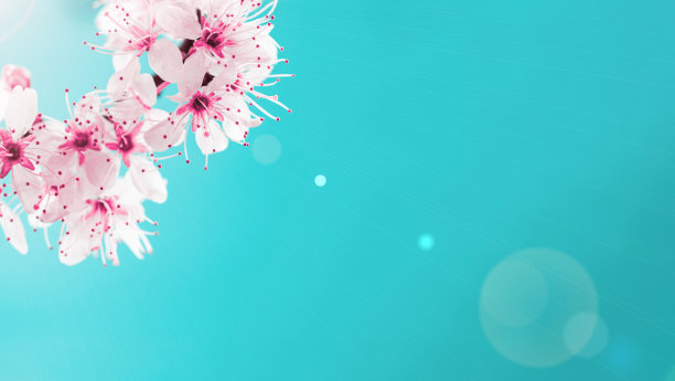 樱花盛开的花和可能花的自然在蓝色的背景。为条幅，枝上樱花盛开作背景。梦幻浪漫形象，景观全景，复制空间。图片下载