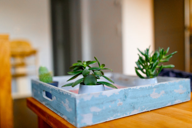 室内装饰微型植物。水平的观点。图片下载