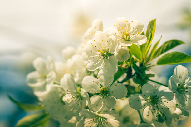 开花的树枝开着白花的樱桃树。模糊的背景。图片下载