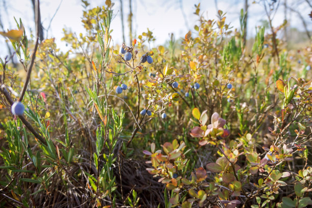 沼泽蓝莓，蓝莓在草地上图片下载