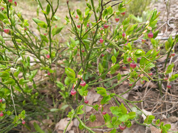 没有人的森林里盛开的蓝莓树枝图片下载