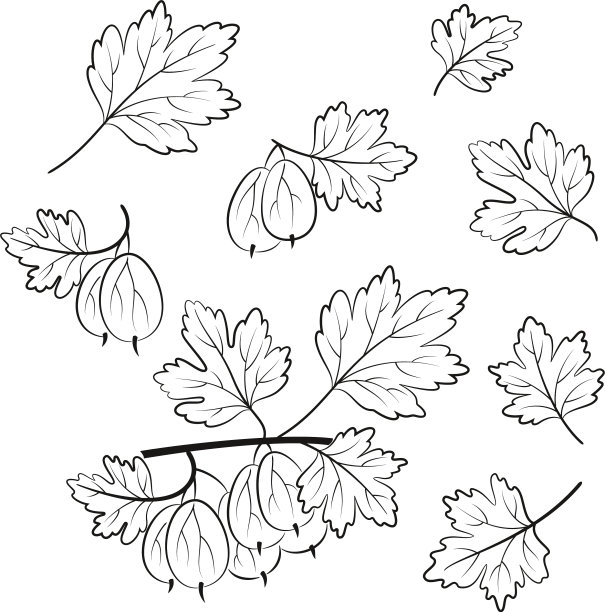 一组醋栗象形图图片下载