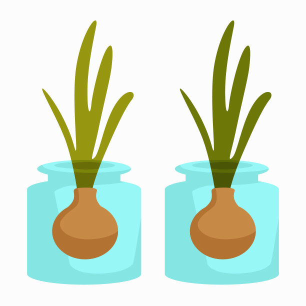 在罐子蔬菜栽培中种植洋葱图片下载