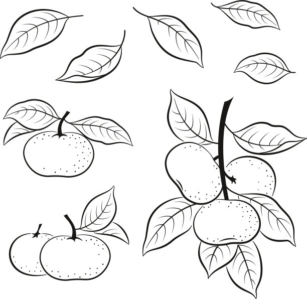 一组橘子象形文字图片下载