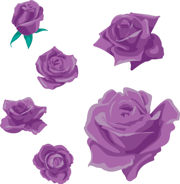 花，玫瑰花蕾和绿叶，玫瑰集图片下载