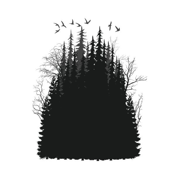 野生针叶林图片下载