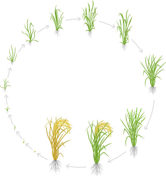 水稻生长阶段的循环生命周期图片下载