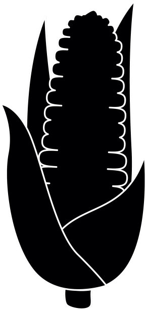 玉米新鲜蔬菜图片下载