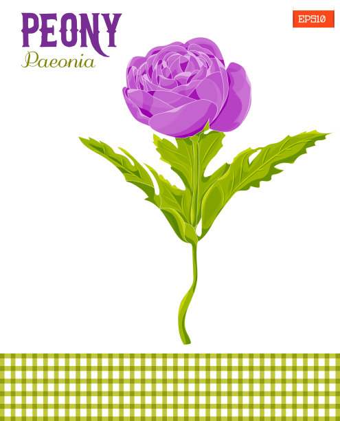 现实的牡丹花与叶图片下载