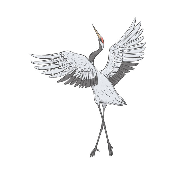 丹顶鹤单腿站立，有翅膀图片下载