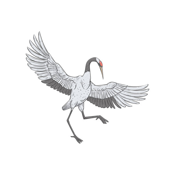 白鹤展翅起舞图片下载