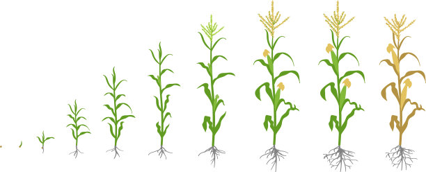 玉米植株生长阶段为玉米期图片下载