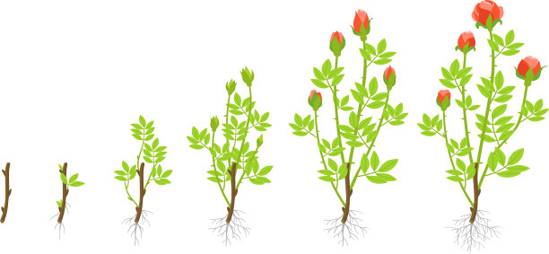 园艺玫瑰植物的生长阶段图片下载