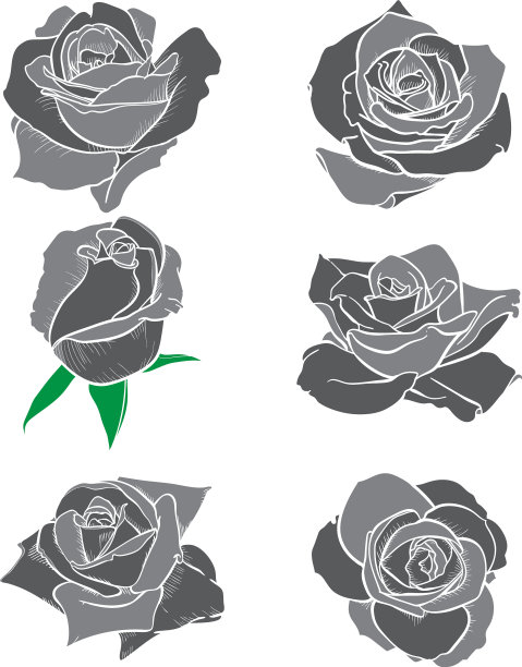 花，玫瑰花蕾和绿叶，玫瑰集图片下载