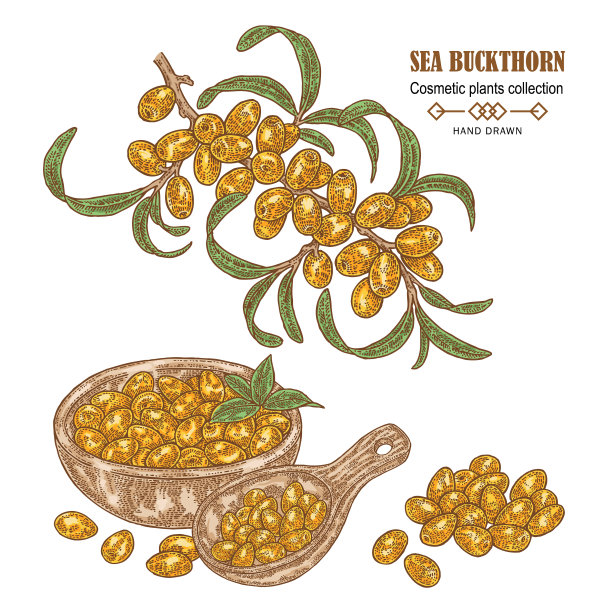 手绘沙棘枝彩色素描图片下载