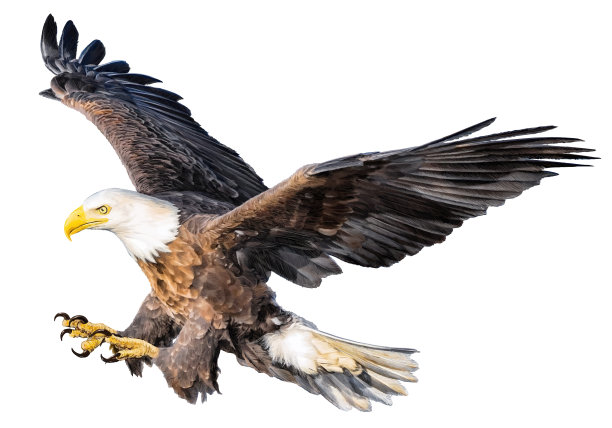 秃鹰突袭图片下载