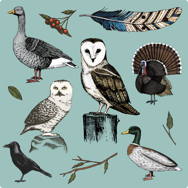 手绘逼真的鸟素描图形图片下载