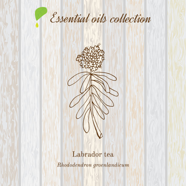 拉布拉多茶精油标签芳香植物图片下载