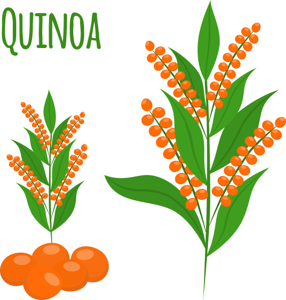 藜麦种子健康的藜麦素食食品图片下载