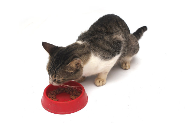 有趣的猫，在白色背景上，在红色碗里吃东西图片下载