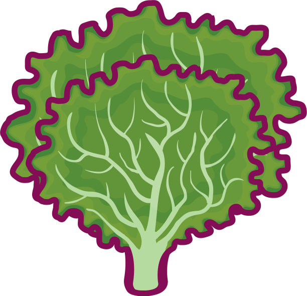 生菜新鲜蔬菜偶像图片下载