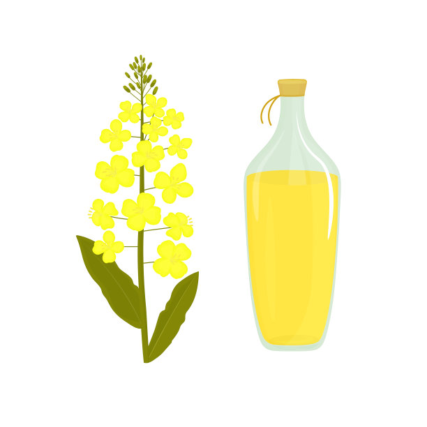 菜花瓶油菜籽油菜籽植物图片下载