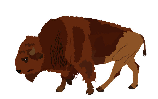 野牛肖像水牛象征图片下载