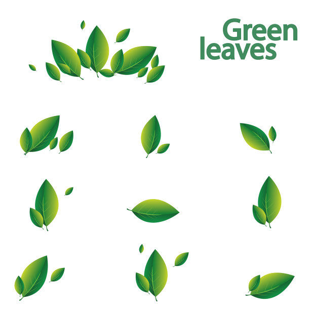 白色背景上的一组绿叶图片下载