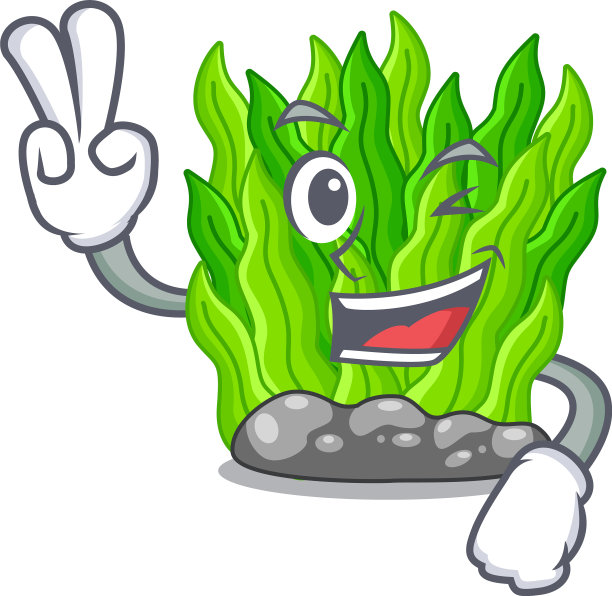 两指绿藻孤立用图片下载