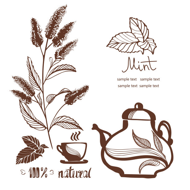 手绘薄荷花图片下载