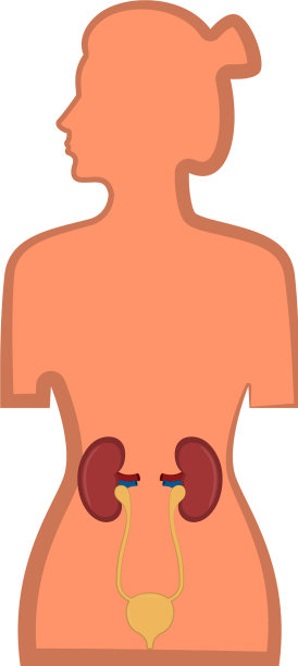 孤立的人类泌尿系统在女性体内图片下载
