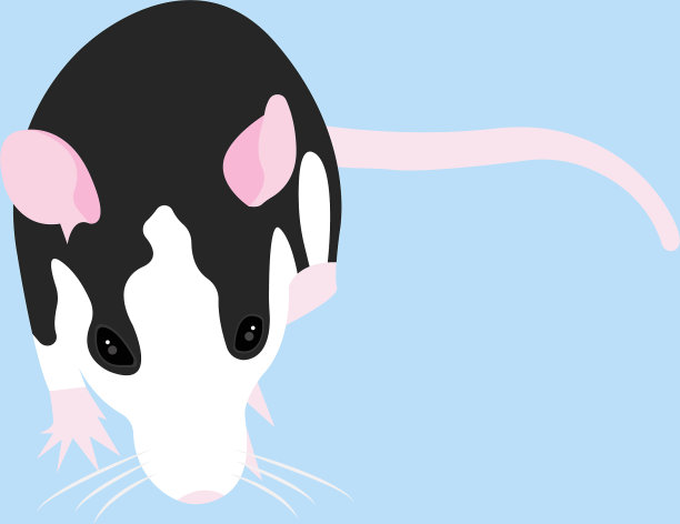 宠物鼠装饰鼠家鼠可爱鼠可爱图片下载