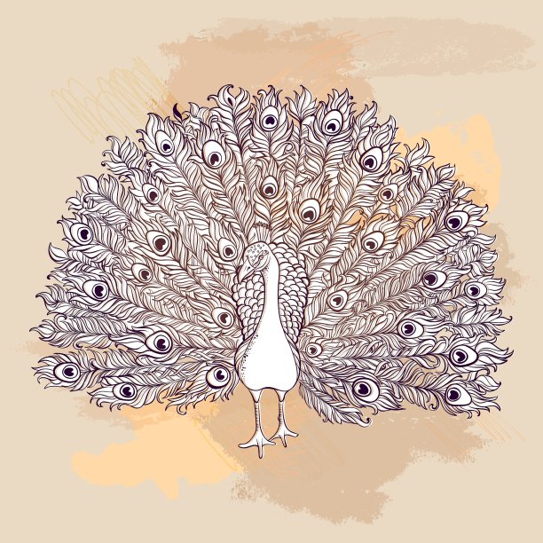 美丽的手绘孔雀鸟图片下载
