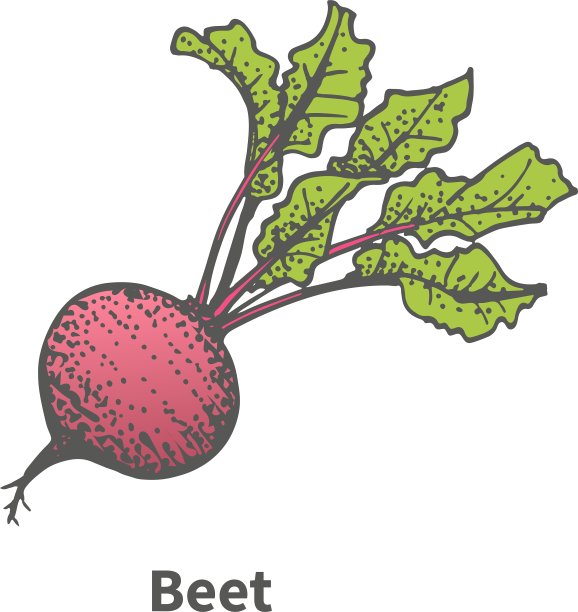 带有顶部的手绘甜菜图片下载