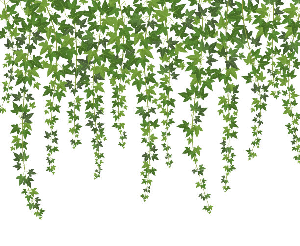 绿色常春藤攀缘植物壁挂图片下载