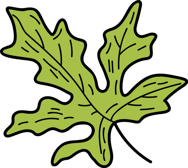 eco芫荽叶图片下载