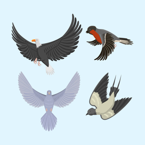 一组不同的飞鸟图片下载