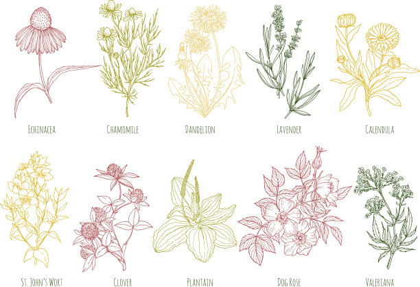 十种彩色草药的Vintage set图片下载