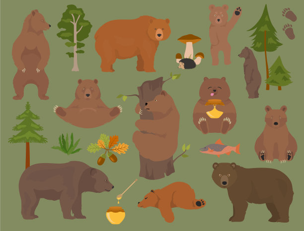 所有种类的熊都在森林里图片下载