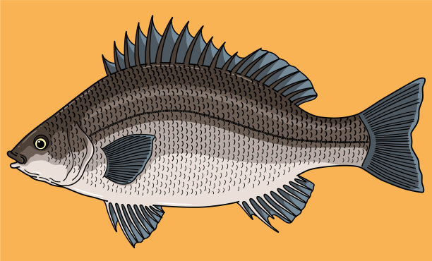 卡通银鲈鱼图片下载