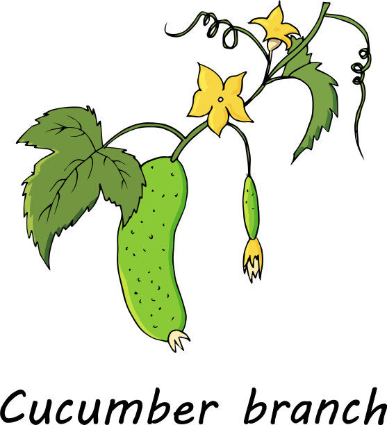 手绘蔬菜套黄瓜图片下载