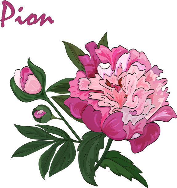 白色背景上的粉红色牡丹图片下载